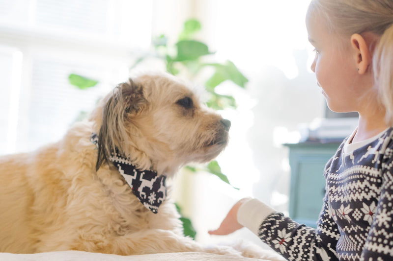 Organic Holiday Pet Bandana