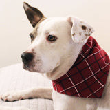 Organic Holiday Pet Bandana