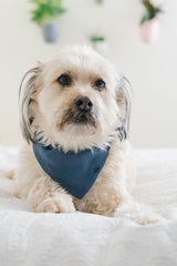 Organic Holiday Pet Bandana